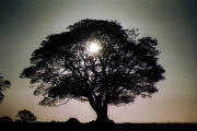 oaktree.jpg